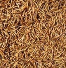 Hutton Mill Mealworms 1kg