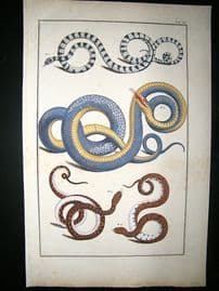 Albertus Seba: C1750 Snakes 59. Folio Hand Col Print