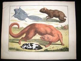 Albertus Seba: C1750 Egyptian Mongoose, Agouti, Flying Squirrel 61. LG Folio HC Print