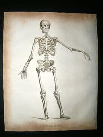 Anatomy Print: 1812 Skeleton, Antique Engraving.