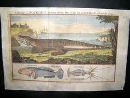 A Young Crocodile drawn from the life in London 1739 Antique Hand Col Print.