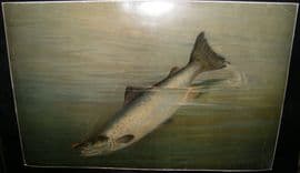 A. D. Turner & Frank Johnson 1902 LG Folio Fish Print. Salmon