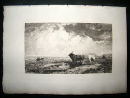 A. Massse 1885 Etching. Bulls in the Roman Campagna, Italy