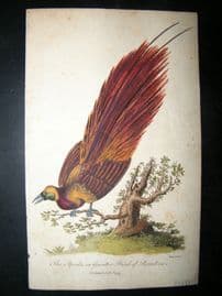 After George Edwards C1800 Hand Col Bird Print. Apoda or Greater Bird of Paradise