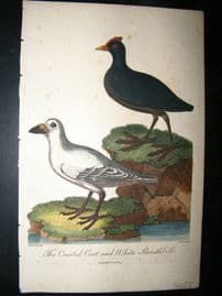 After George Edwards C1800 Hand Col Bird Print. Crested Coot & White Sheathbill