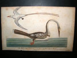 After George Edwards C1800 Hand Col Bird Print. Darter & Red Shafted Tropick Bird