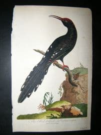 After George Edwards C1800 Hand Col Bird Print. Red-Billed Promerops