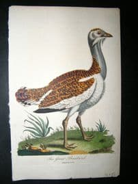 After George Edwards C1800 Hand Col Bird Print. The Great Bustard