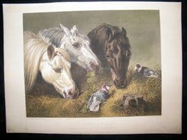 After John Herring C1870 Hand Col Print. Scanty Meal. Horse Print