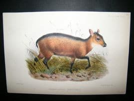 After Joseph Wolf 1866 Hand Col Print. Cephalophus Breviceps