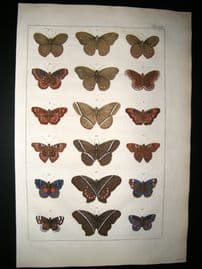 Albertus Seba C1750 Folio Hand Coloured Antique Print. Butterflies 14