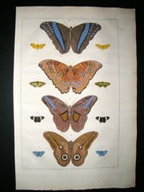 Albertus Seba C1750 Folio Hand Coloured Antique Print. Butterflies 24