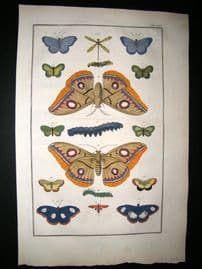 Albertus Seba C1750 Folio Hand Coloured Antique Print. Butterflies 25