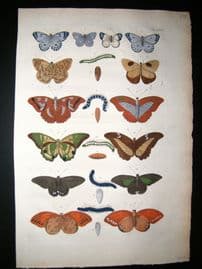Albertus Seba C1750 Folio Hand Coloured Antique Print. Butterflies 26
