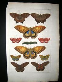 Albertus Seba C1750 Folio Hand Coloured Antique Print. Butterflies & Moths 16