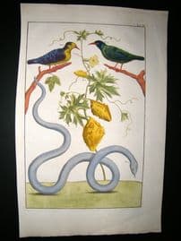 Albertus Seba C1750 Folio Hand Coloured Antique Print. Snake & Birds 3