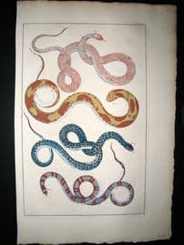 Albertus Seba C1750 Folio Hand Coloured Antique Print. Snakes 46