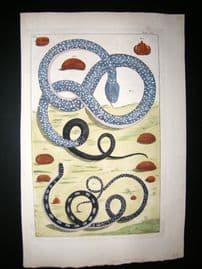 Albertus Seba C1750 Folio Hand Coloured Antique Print. Snakes 61