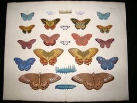 Albertus Seba C1750 LG Folio Hand Coloured Print. Butterflies 44