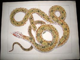 Albertus Seba C1750 LG Folio Hand Coloured Print. Snake 104