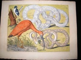 Albertus Seba C1750 LG Folio Hand Coloured Print. Snake & Bird 62
