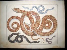 Albertus Seba C1750 LG Folio Hand Coloured Print. Snakes 100