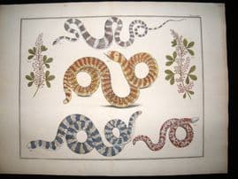 Albertus Seba C1750 LG Folio Hand Coloured Print. Snakes 73