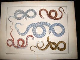 Albertus Seba C1750 LG Folio Hand Coloured Print. Snakes 75