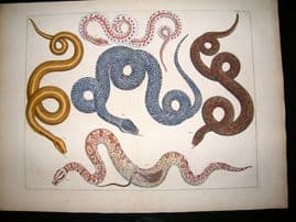 Albertus Seba C1750 LG Folio Hand Coloured Print. Snakes 78