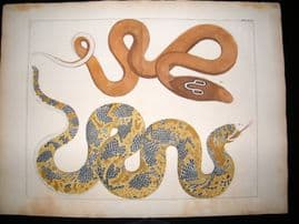 Albertus Seba C1750 LG Folio Hand Coloured Print. Snakes 94