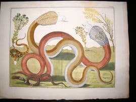 Albertus Seba C1750 LG Folio Hand Coloured Print. Snakes 97