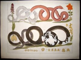 Albertus Seba C1750 LG Folio Hand Coloured Print. Snakes & Botanical 83