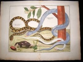 Albertus Seba C1750 LG Folio Hand Coloured Print. Snakes, Botanical 84