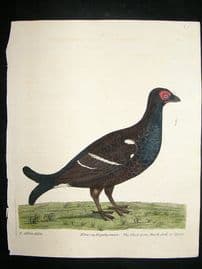 Albin: 1730's Hand Colored Bird Print. Black Grouse