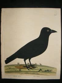 Albin: 1730's Hand Colored Bird Print. Crow.