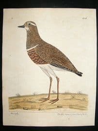 Albin: 1730's Hand Colored Bird Print. Hen Dotteril
