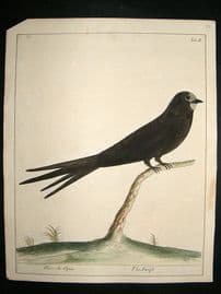 Albin: 1730's Hand Colored Bird Print. Hirundo Apus, Swift