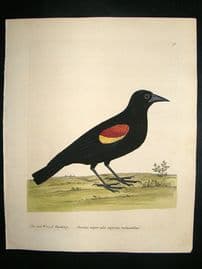 Albin: 1730's Hand Colored Bird Print. Red Winged Starling