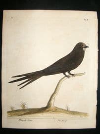 Albin: 1730's Hand Colored Bird Print. Swift