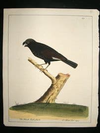 Albin: 1730's Hand Colored Bird Print. The Black Bull Finch