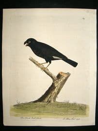 Albin: 1730's Hand Colored Bird Print. The Black Bull-Finch