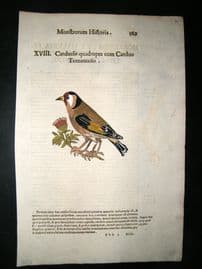 Aldrovandi 1642 Antique Hand Col Bird Print. Carduelis Finch