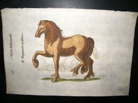 Aldrovandi 1642 Antique Hand Colored Print. Horses