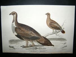 Alexander Wilson 1832 Hand Col Bird Print. Cock Of The Plain, Female, Female Spotted Grous