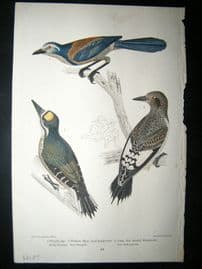 Alexander Wilson 1832 Hand Col Bird Print. Florida Jay, Northern Three-Toed Woodpecker