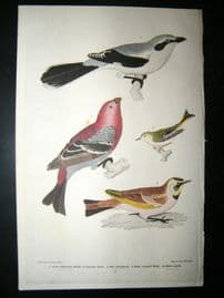 Alexander Wilson 1832 Hand Col Bird Print. Great American, Pine Grossbeak, Shore Lark