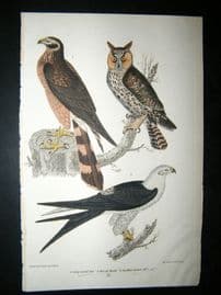 Alexander Wilson 1832 Hand Col Bird Print. Long-Eared Owl, Marsh Hawk, Swallow-Tailed Hawk