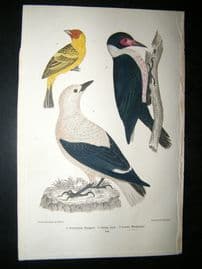 Alexander Wilson 1832 Hand Col Bird Print. Louisiana, Tanger, Clarks Crow, Lewis, Woodpecker