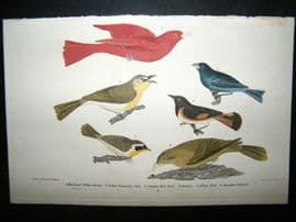 Alexander Wilson 1832 Hand Col Bird Print. Maryland Yellow Throat, Summer Red  Bird, Indigo Bird