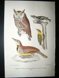 Alexander Wilson 1832 Hand Col Bird Print. Mattled Owl, Black & White Creeper